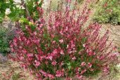 GAURA ÇİÇEĞİ  10 ADET - ÇOK YILLIK DIŞ MEKAN ÇİÇEĞİ - 4