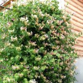 HANIMELİ SARMAŞIK 5 ADET ÇİÇEKLİ, KOKULU, SARILICI BİTKİ - 1