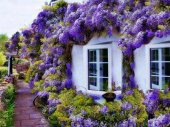 MOR SALKIM FİDANI 2 ADET - Wisteria Sinensis - 2