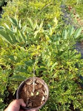MOR SALKIM FİDANI 2 ADET - Wisteria Sinensis - 4