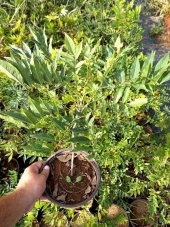 MOR SALKIM FİDANI 2 ADET - Wisteria Sinensis - 5