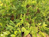 MOR SALKIM FİDANI 2 ADET - Wisteria Sinensis - 6