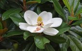 MANOLYA GRANDİFLORA FİDESİ - YAPRAK DÖKMEYEN - 1