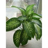 DİFENBAHYA SALON BİTKİSİ 5 ADET - Dieffenbachia Tropic Snow 60-80 - 1