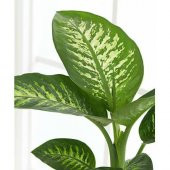 DİFENBAHYA SALON BİTKİSİ 5 ADET - Dieffenbachia Tropic Snow 60-80 - 3