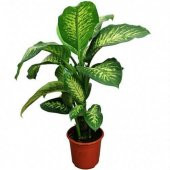 DİFENBAHYA SALON BİTKİSİ 5 ADET - Dieffenbachia Tropic Snow 60-80 - 4