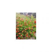 FIRÇA ÇALISI CALLİSTEMON 3 ADET - 4