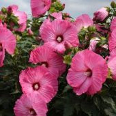 GÜL HATMİ AĞACI 5 ADET 100-150 cm - 2