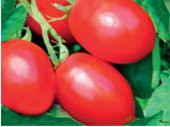 DOMATES TOHUMU 500 GR-TENEKE  RİO GRANDE - 1