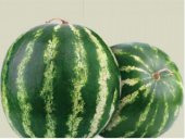 KARPUZ TOHUMU CRİMSON SWEET 500 GR-TENEKE - 1