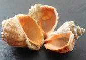 DOĞAL DENİZ SALYANGOZ KABUĞU  5~8 cm  15 ADET - 1