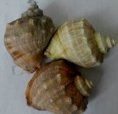 DOĞAL DENİZ SALYANGOZ KABUĞU  5~8 cm  15 ADET - 3
