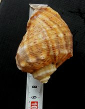 DOĞAL DENİZ SALYANGOZ KABUĞU  5~8 cm  15 ADET - 4