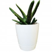 TORU BAHÇE Gasteria Gracilis Haworthia Succulent Yassı Sık - 1