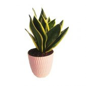 Sansevieria Trifasciata (Paşa Kılıcı, Peygamber Kılıcı) - 1