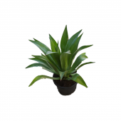 Agave attenuata, bazen aslan kuyruğu, kuğu boynu veya tilki kuyruğu olarak bilinen, 30/50 cm arası  salon ve bahçe için - 1