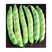 Magnumax Demir Fasulye Tohumu 15 Tohum + Spriz Hediye Tohum thumbnail 1