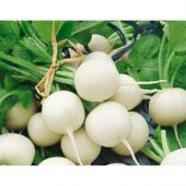 Topak İthal Beyaz Turp Tohumu 50 Tohum +Spriz Hediye Tohum - 2
