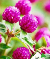 Hanım Düğmesi Çiçeği Tohumu Çiçek Tohumu 5 Tohum +Hediye Tohum thumbnail 1