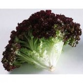 Süper paket Kıvırcık Kara Marul Tohumu 1500 Tohum+Hediye Tohum thumbnail 1