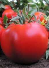 Falcon Domates Tohumu Bol Verim Domates Tohumu 25 Tohum+Hediye To thumbnail 2