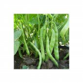 Magnumax Demir Fasulye Tohumu 15 Tohum + Spriz Hediye Tohum thumbnail 2