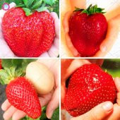 Süper Paket Dev Çilek Tohumu Yediveren Çillek 145 Tohum+Hediye To thumbnail 2