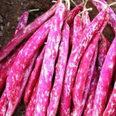 Barbunya Tohumu Sırık Fasulye Tohumu 15 Tohum +Spriz Hediye Tohum thumbnail 3