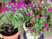 Hanım Düğmesi Çiçeği Tohumu Çiçek Tohumu 5 Tohum +Hediye Tohum thumbnail 2