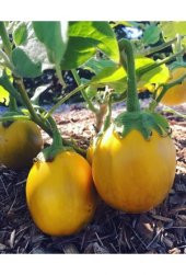 Thayland Nadir Minyatür Sarı Patlıcan Tohumu 5 Tohum +Hediye Tohu thumbnail 3