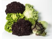 Süper paket Kıvırcık Kara Marul Tohumu 1500 Tohum+Hediye Tohum thumbnail 2