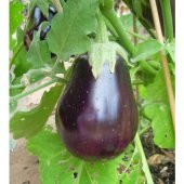 Süper Paket Adana Topak Patlıcan Tohumu 400 Tohum+Hediye Tohum thumbnail 3