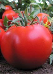 Süper Paket Falcon Domates Tohumu 400 Tohum+Hediye Tohum thumbnail 2