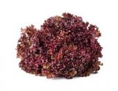 Süper paket Kıvırcık Kara Marul Tohumu 1500 Tohum+Hediye Tohum thumbnail 3