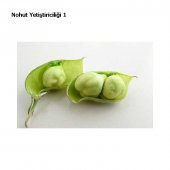 Nohut Tohumu Yerli Nohut Tohumu 25 Tohum + Hediye Tohum thumbnail 4