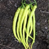 Süper Paket Sarı Sivri Çorbacı Tatlı Biber Tohumu 400 Tohum +Hedi thumbnail 1