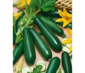 Süper Paket Kara Kolsuz Kabak Tohumu 150 Adet Tohum+ Hediye Tohum thumbnail 1