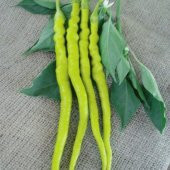 Süper Paket Sarı Sivri Çorbacı Tatlı Biber Tohumu 400 Tohum +Hedi thumbnail 2