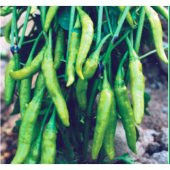 Süper paket Yeşil Cin Biber Tohumu 400 Tohum + Hediye Tohum thumbnail 2