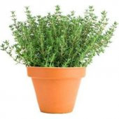 Süper Paket Yerli Aromatik Dağ Kekiği Tohumu 300 Tohum+Hediye Toh thumbnail 2