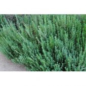 Süper Paket Yerli Aromatik Dağ Kekiği Tohumu 300 Tohum+Hediye Toh thumbnail 3