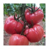 Süper Paket Yerli Köy Tipi Tarla Domates Tohumu 150 Tohum+Hediye thumbnail 2