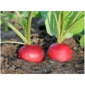 Eko Paket Kırmızı İri Turp Tohumu 350 Adet Tohum +Spriz Tohum thumbnail 2