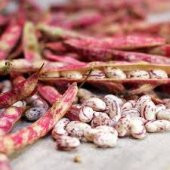 Süper Paket Çilli Ayşe Kadın Fasulye Tohumu 250 Tohum+Hediye Tohu thumbnail 2