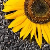 Eko Paket Ay Çekirdeği Çiğdem Güne Bakan Tohumu 100 Tohum+Hediye thumbnail 1