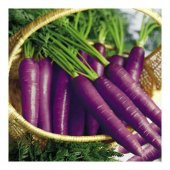 Eko Paket Esvet Mor Havuç Şalgam Tohumu 650 Tohum + Süpriz Hediye thumbnail 2