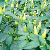 Eko Paket Biberiye Biber Tohumu Fındık Biber Tohumu 150 Tohum+Hed thumbnail 3