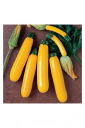 Süper Paket Sarı Endonezya Altın Kabak Tohumu 50 Tohum+Hediye Toh thumbnail 2