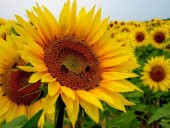 Eko Paket Ay Çekirdeği Çiğdem Güne Bakan Tohumu 100 Tohum+Hediye thumbnail 2