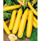 Eko Paket Sarı Endonezya Altın Kabak Tohumu 20 Tohum+Hediye Tohum thumbnail 3